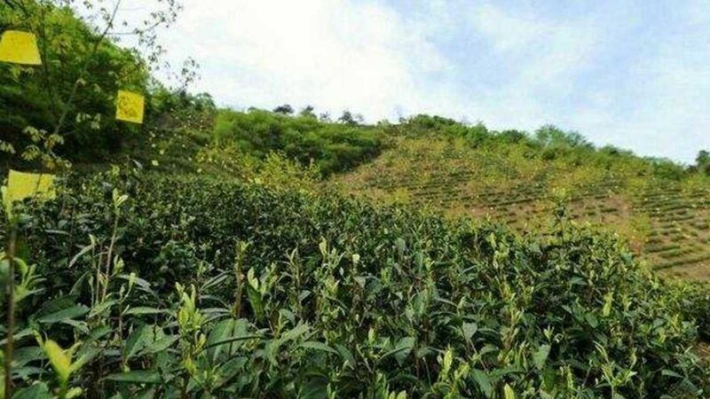 盆栽水果树苗选购指南：如何挑选优质品种
