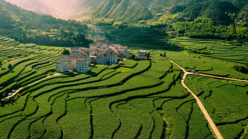 十亩生菜种植成本控制要点：精准预算，高效投资